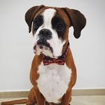 Steven - @steven.theboxer - Instagram