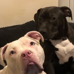 Steven brooke anderson - @brookebullies - Instagram