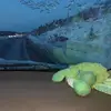 Steve Buckler - @steve.buckler1 - TikTok