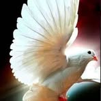 Steven Burbridge - Facebook