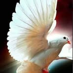 Steven Burbridge - Facebook