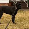 Champion Italian mastiff - @stevencanecorso - TikTok