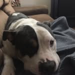 Steven Canestrari - @stevencanestrari - Instagram