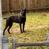 stevencanecorso2 - @stevencanecorsi1 - TikTok