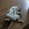 Steven - @stevenchain - TikTok