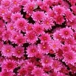 susain - @steven_chain290 - Instagram
