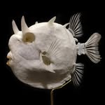 steven.chen - @stevensfishskullmuseum2 - Instagram