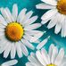 Steven Coffi - Facebook