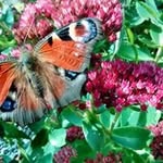 Steve Collard - @steve.collard - Instagram