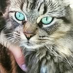 steven collard - @_that_kid_33 - Instagram
