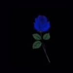 Steven-Joshua Collard - @steven_joshua_collard - Instagram