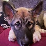 Steve Colquhoun - @steve.colquhoun.566 - Instagram
