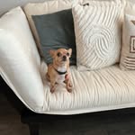 Steven Constantine Lowe 🐕 - @steve_the_chi - Instagram