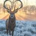 Steve Coons - Facebook