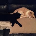 Steven Corkill - @cregneish - Instagram