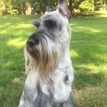 Steve Corliss - @corlissimo - Instagram