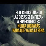 Steven corniel - @cornielsteven - Instagram