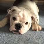 Steve Corwin - @shelby_the_bulldog - Instagram