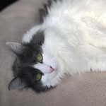 Steve Cottingham - @ocalacat - Instagram