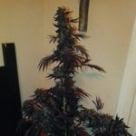 Steven Crivello - @stevencrivello - Instagram