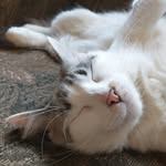 Steven Crowl - @stevendcrowl - Instagram