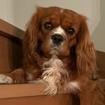 Steven Cutting - @mochi_and_japan - Instagram