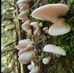 Steve Darst - Facebook
