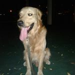 Steven De Santis - @steven_de_snts - Instagram