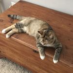 Steven DeVito - @hecklethesystem - Instagram