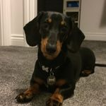 Steven Dodds - @doddssteven1 - Instagram