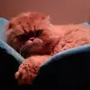 Steven Dosen - @stevendosen - TikTok