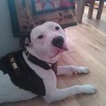 Steven Doughty - @doughtysteven - Instagram