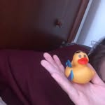 Steven Duckburg 🐤🦆 - @stevenduckburg - Instagram