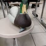 Steven The Duck - @steven_theduck - Instagram