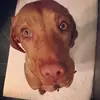 Steven Earl - @steven.earl2 - TikTok