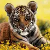 Steven Searles - @steven.searles0 - TikTok