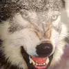 Stefan Eick - @stefaneick - TikTok