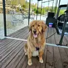 Steven Tornelli - @steveneli17 - TikTok