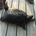 Steven Elizardo - @sir.lizardman - Instagram
