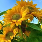 Steven Enos - @enos4999 - Instagram
