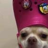 STEVENDIEGUTEENTE - @steven_die_ente - TikTok