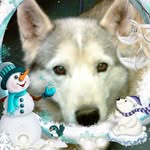Steven Estep - @steve_huskyrescue_man - Instagram