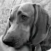 Steve Eversole - @steve.eversole3 - TikTok