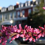 Steven Feingold - @petworthblooms - Instagram