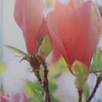Steven Flower - Facebook