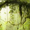 steven_forest_ - @stevenforester_ - TikTok