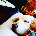 Steven Forester - @squatch625 - Instagram