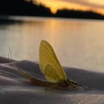 Steven Fort - @utahflyguy - Instagram