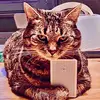 Steven Furst - @stevenfurst9238 - TikTok