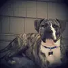 Steven Gage119 - @ridefast1031 - TikTok